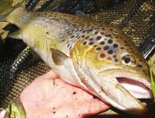 I catch this trout a few days ago