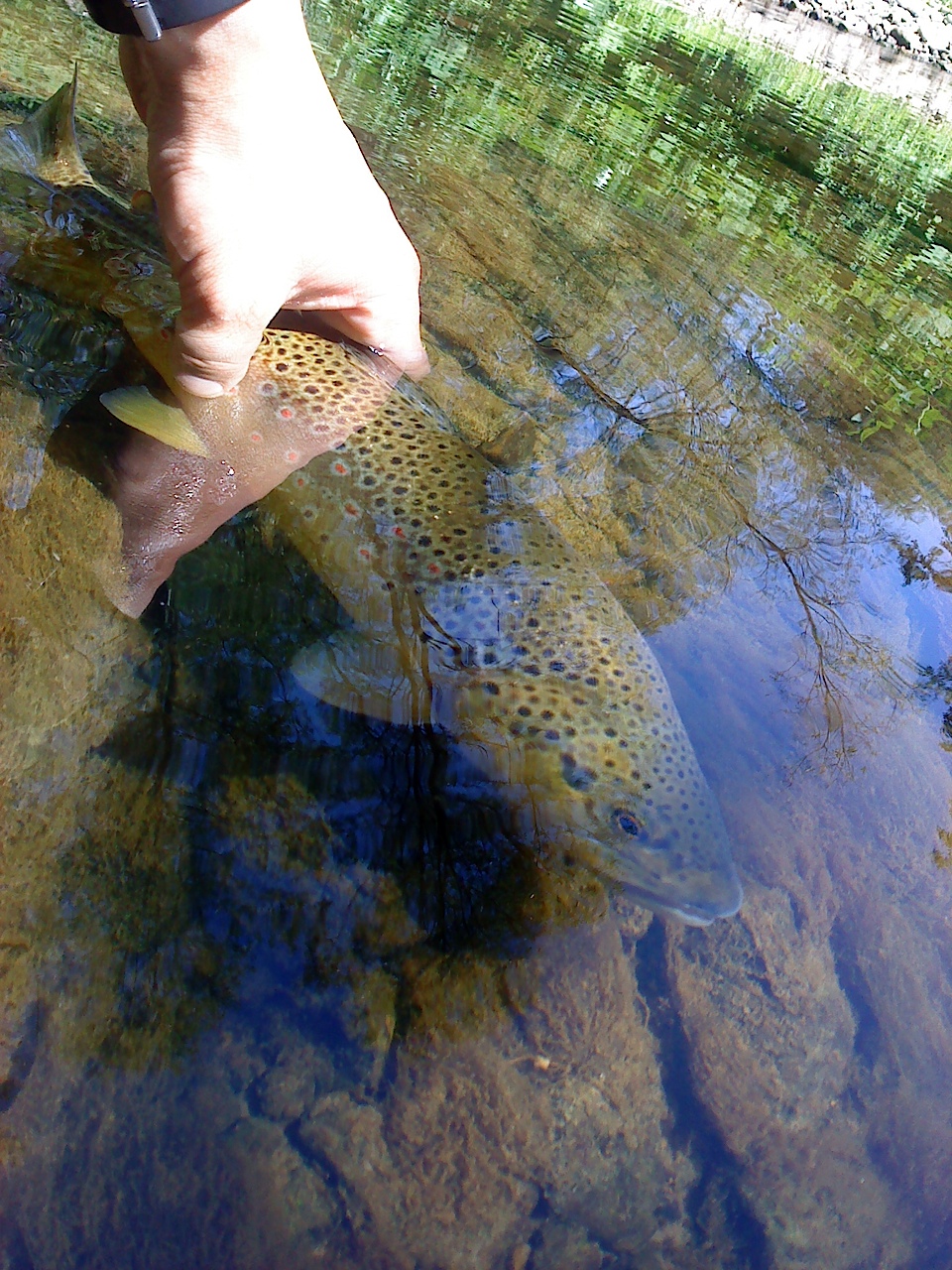 Don�t forget to release what you catch. French rivers are very delicate