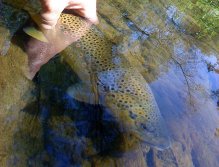 Don’t forget to release what you catch. French rivers are very delicate