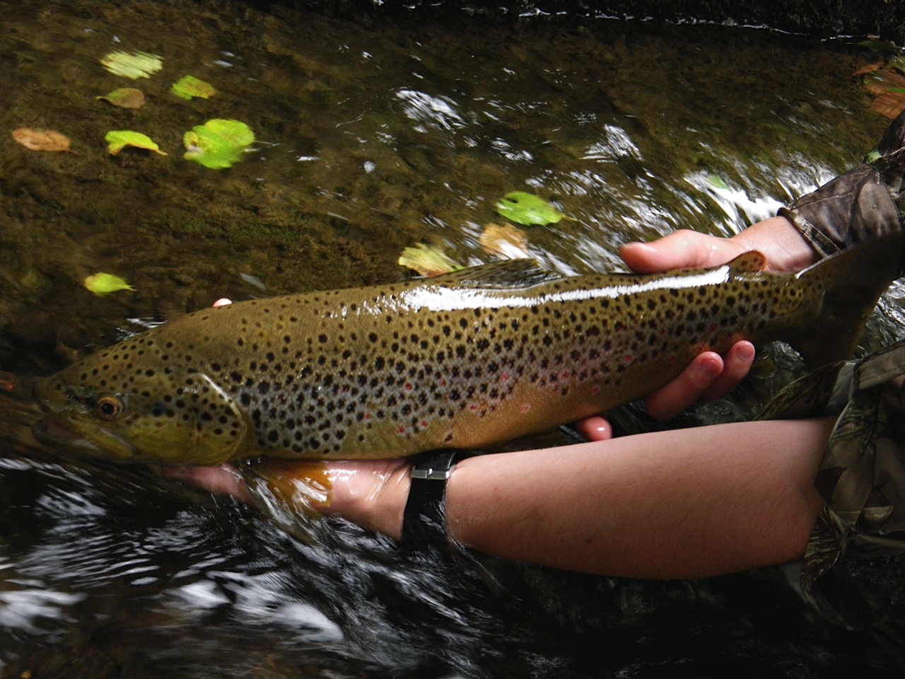 A big pool, a big Tungsten nymph for a big fight at the end of the Season
