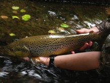 A big pool, a big Tungsten nymph for a big fight at the end of the Season