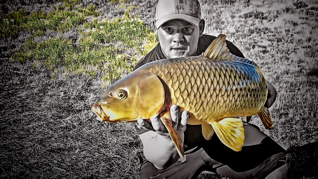 Taming the Cautious Carp