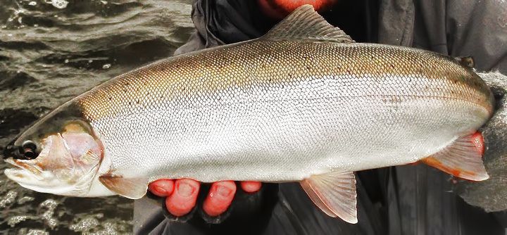 The Perfect Specimen 