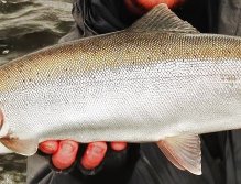 The Perfect Specimen