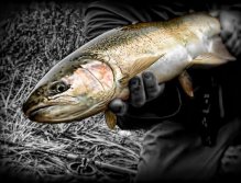 Small Creek Skamania's