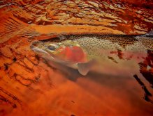 Just One More Cast...