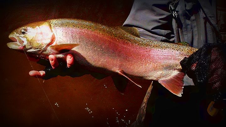 Tournament Winner for the Fly's Only Award