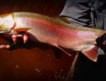 Tournament Winner for the Fly's Only Award