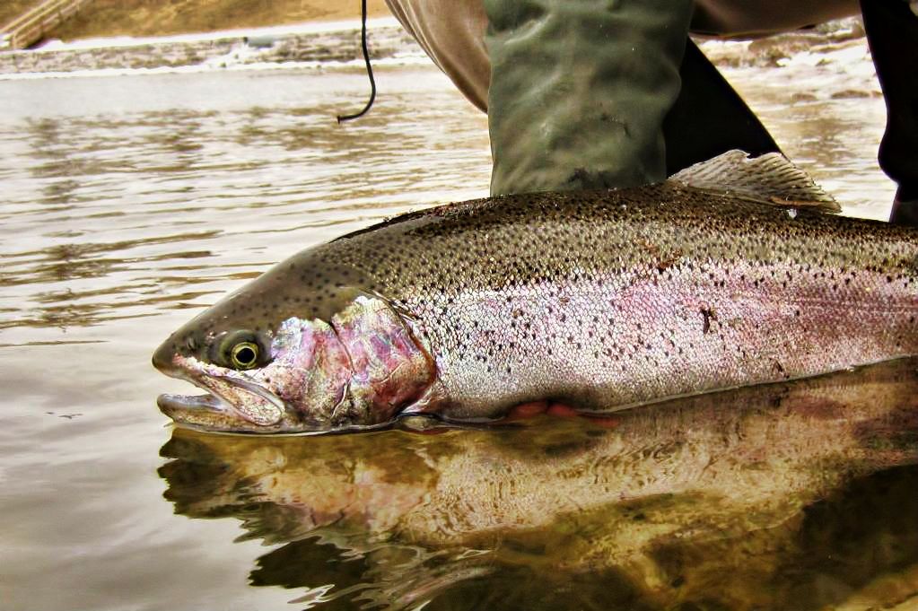 March Madness in the Mitten