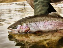 March Madness in the Mitten