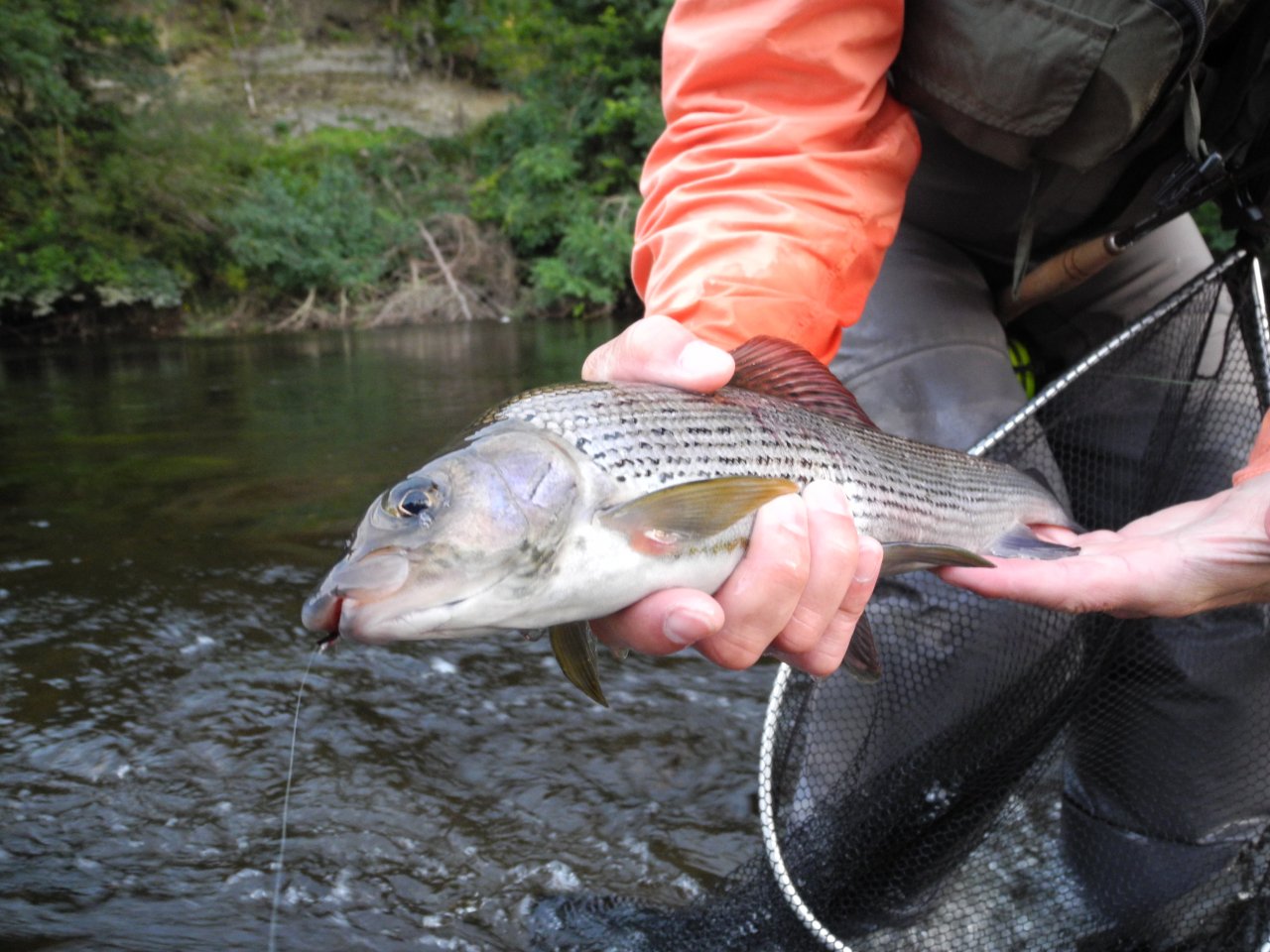 Large Grayling on a dry fly