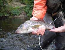 Large Grayling on a dry fly