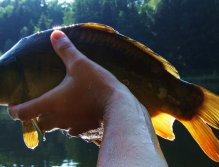 "Průsvitný kapřík" v celé své kráse!