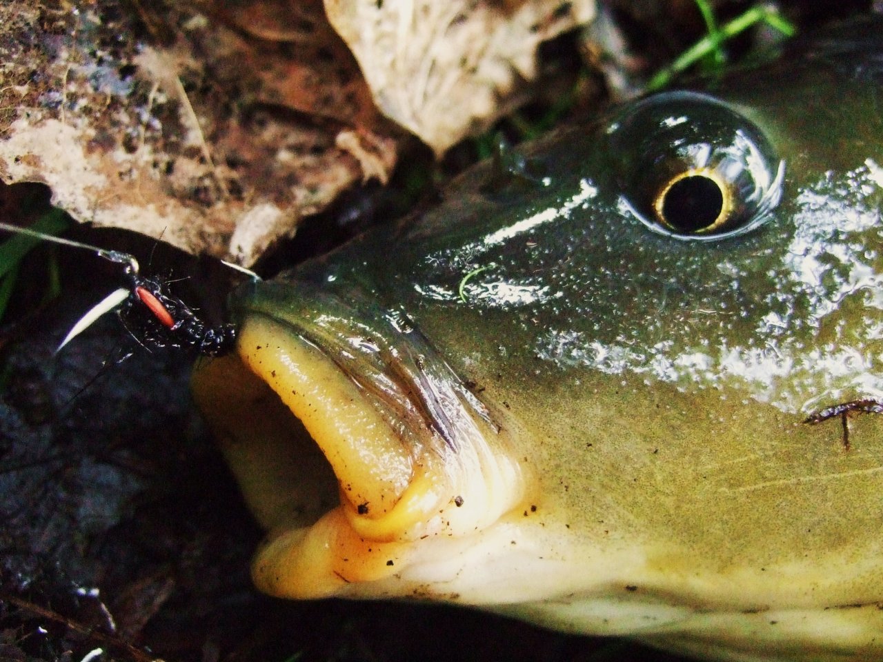 D�kaz, �e AR Carp Tuty funguje!