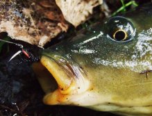 Důkaz, že AR Carp Tuty funguje!