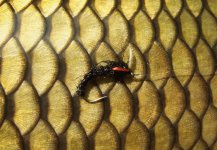 U svrku - AR Carp Tuty - Galerie