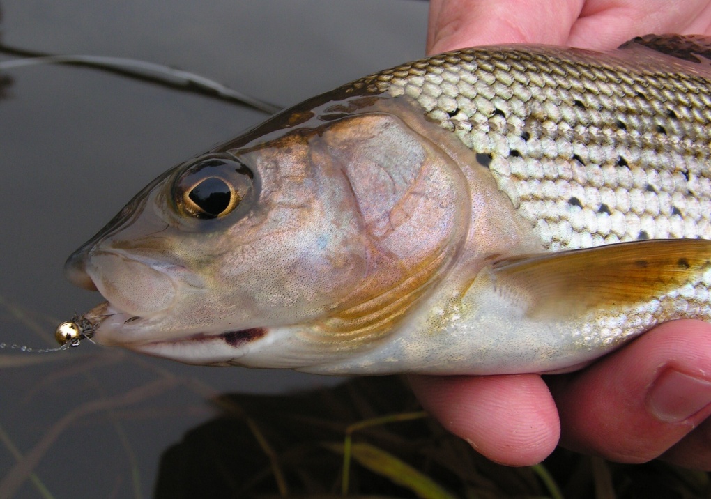 March Brown Jig v akci