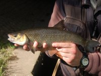 Z chytn bl ryby v UK