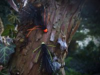 U svrku - AR Conehead Octopus