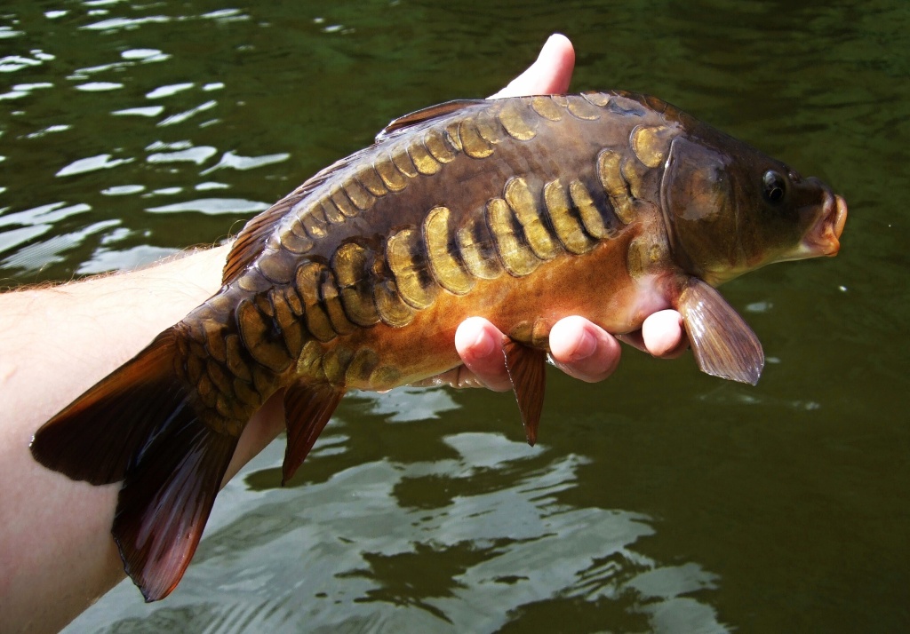 Kr�sn� mal� kap��k s neoby�ejn� n�dhern�m rozestav�n�m �upin.