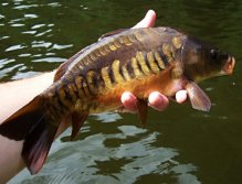 Krásný malý kapřík s neobyčejně nádherným rozestavěním šupin.