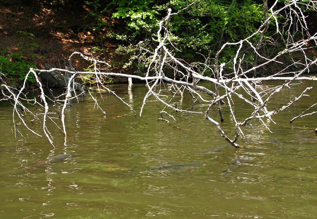 Hejno obrovsk�ch kapr�, amur� a tolstolobik� stoj�c� pobl� potopen�ho stromu. Sta�� si jen vybrat a d�j se v�le bo��!