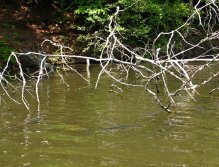 Hejno obrovských kaprů, amurů a tolstolobiků stojící poblíž potopeného stromu. Stačí si jen vybrat a děj se vůle boží!