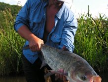 Menší tolstolobik je urputným bojovníkem, na mušku se ale neloví vůbec snadno!