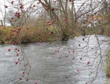 Mže 1 pod Radčicemi