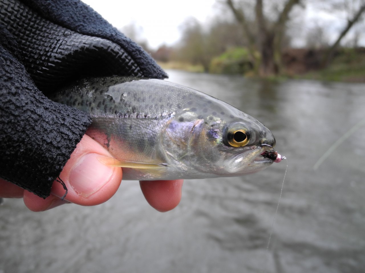 M�e 1 pod Rad�icemi