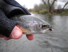 Mže 1 pod Radčicemi