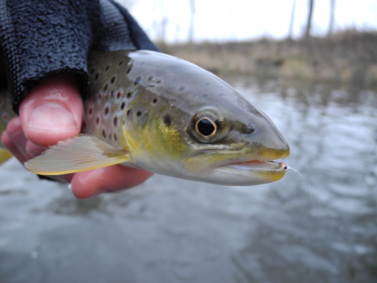 M�e 1 pod Rad�icemi