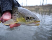 Mže 1 pod Radčicemi