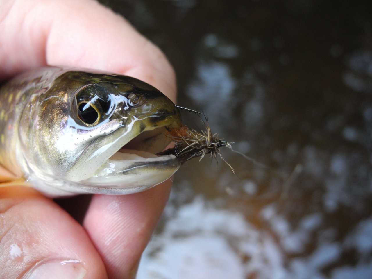 Siven uloven� na mu�ku spl�vek