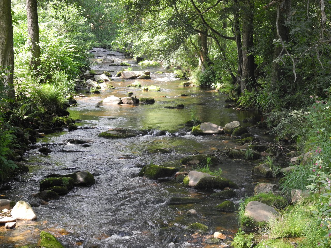 Rolava nad Nov�mi Hamry