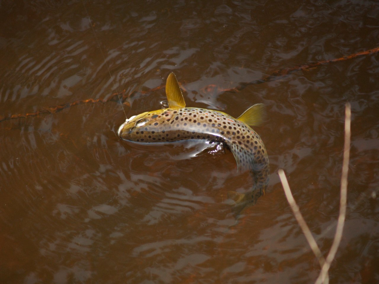 Poto��k z horn�ho toku nad Nov�mi Hamry