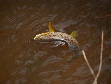 Potočák z horního toku nad Novými Hamry