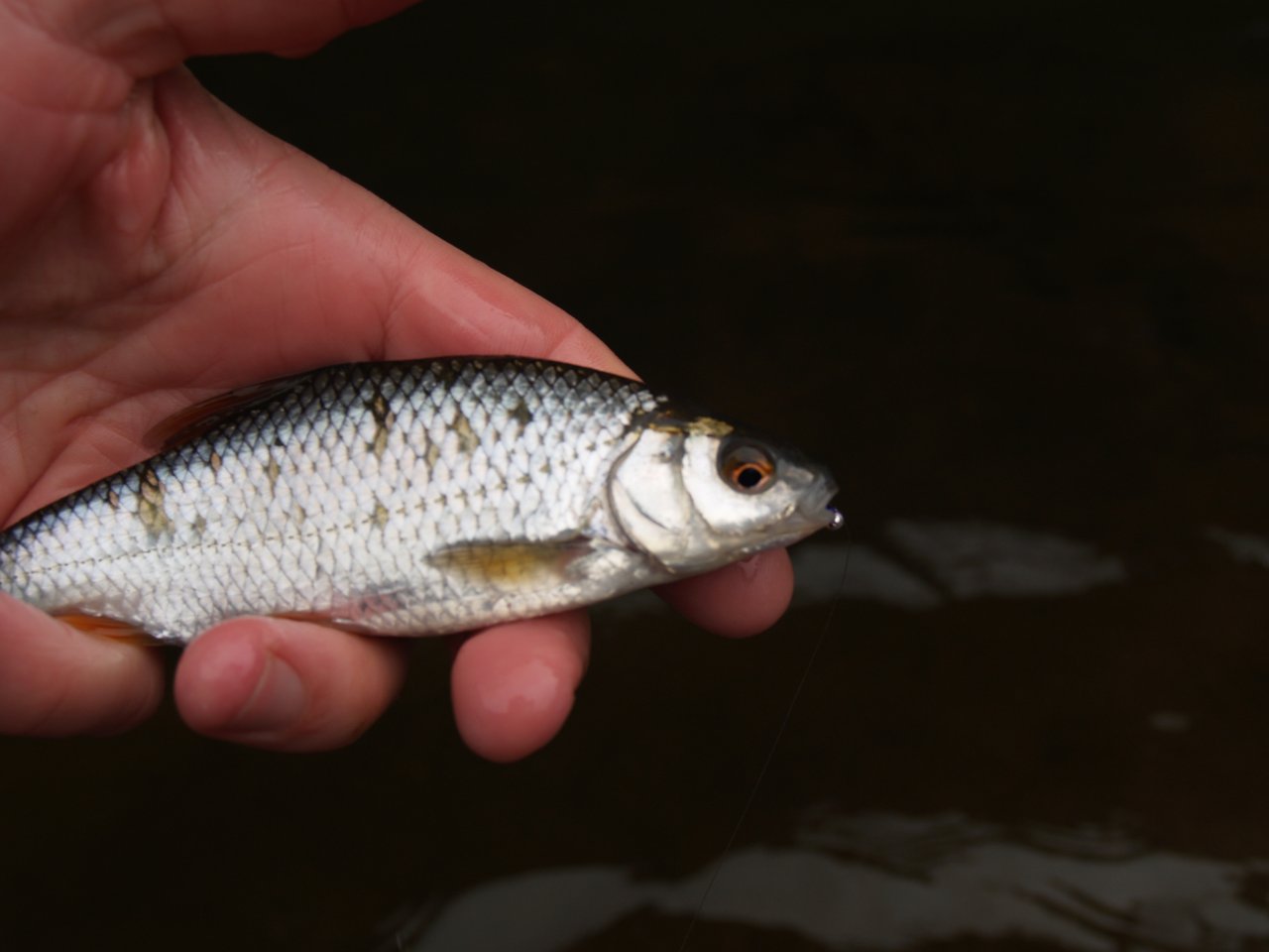 Prvn� b�l� ryba z pstruhov�ho zah�jen�