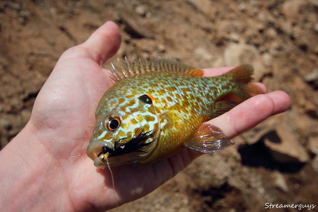 Mal� slune�nice... Dal�� mo�nost, jak se trochu pobavit