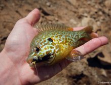 Malá slunečnice... Další možnost, jak se trochu pobavit