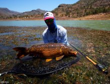 Nádherný a velice bojovný lysec