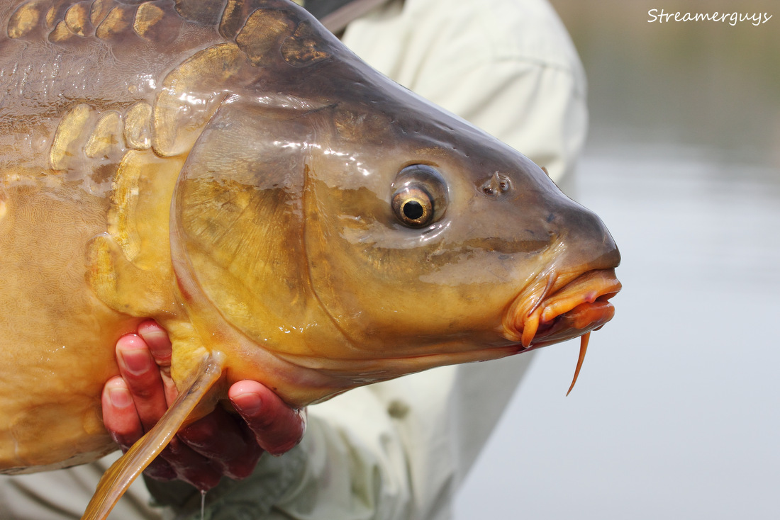 Portr�t kan�rsk�ho kapra