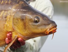 Portrét kanárského kapra