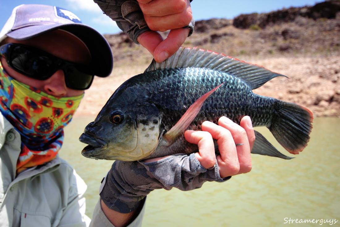 Kdo pozn� druh t�to n�dhern� vybarven� ryby?