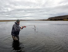 Mořští pstruzi jsou velice bojovné ryby