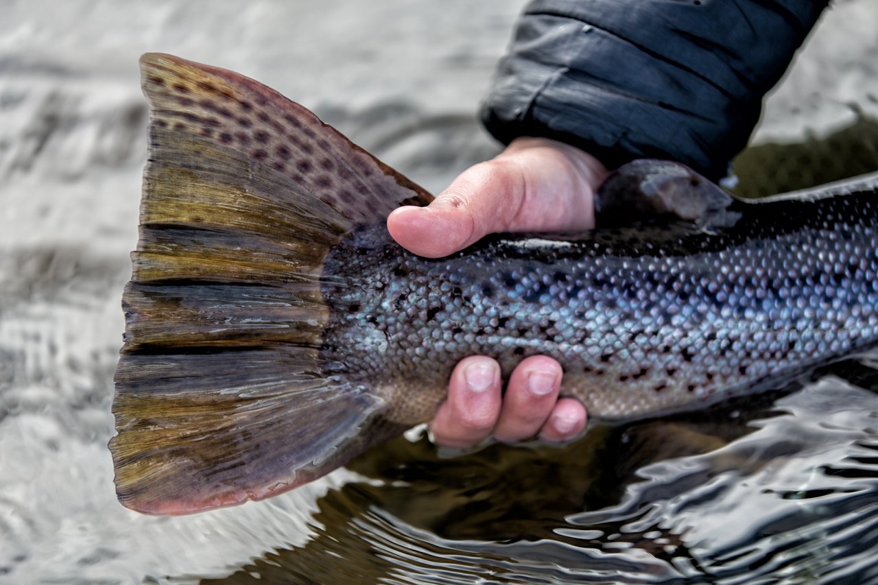 Ocasn� ploutev rekordn�ho mo��ka