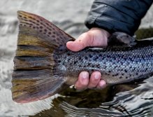 Ocasní ploutev rekordního mořáka