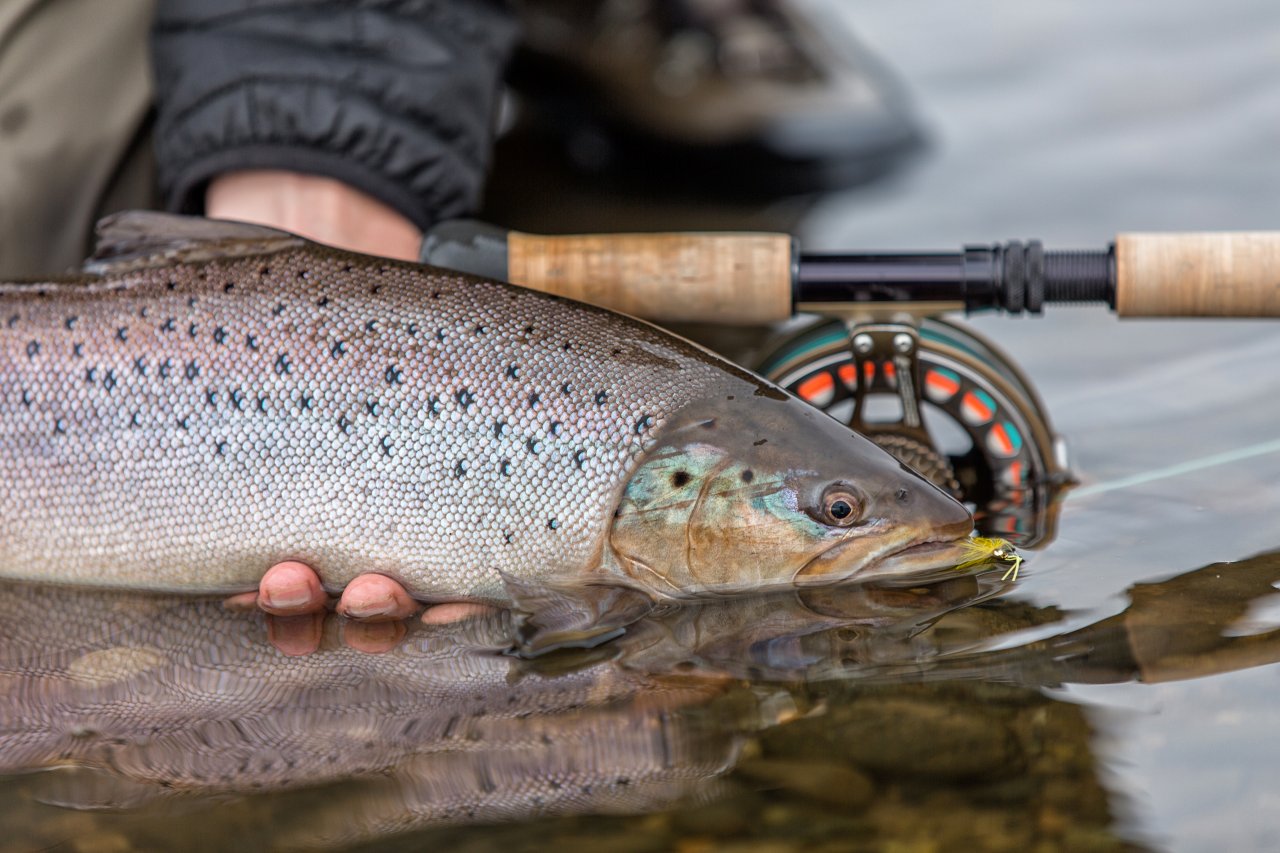 Z�v�re�n� detail