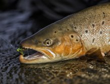 Pstruh a jeho kořist