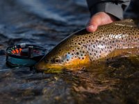 Mot pstruzi z Rio Gallegos, Jin Patagonie